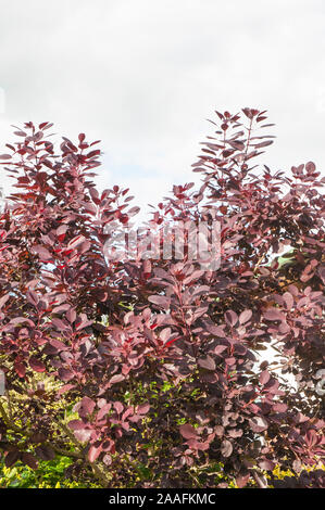 Cotinus coggygria Notcutts Variety with dark red foliage in autumn. A deciduous shrub that will grow in full sun or partial shade and is fully hardy Stock Photo