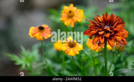 Rudbeckia hirta Cherokee Sunset,mix,mixed,planting combination,yellow,red,rust,colour,flowers,flowering,RM Floral Stock Photo