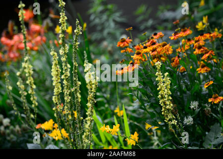 Verbascum chaixii Sixteen Candles,mullein,yellow flowers,rudbeckia,orange flowers,flower spike,spires,perennial,mix,mixed,bed,border,RM Floral Stock Photo