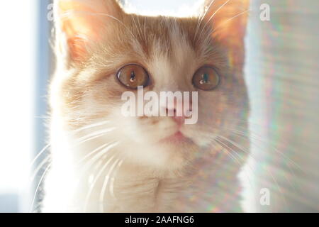 cute ginger white kitten, close up face. Stock Photo