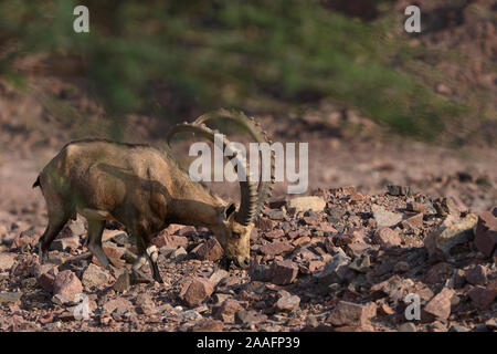 Side view of a Nubian ibex capra - rare mammal found in Israel wadi desert areas Stock Photo