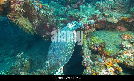 turtle feeding on the usat liberty wreck at tulamben, bali
