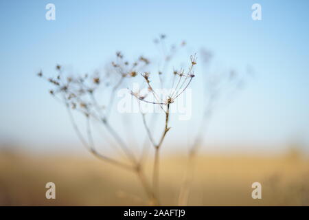 Dry grass grow in autumn blurred field. Stock Photo