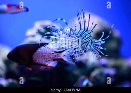 Beautiful exotic fish swimming in the Red Sea of Eilat in Israel Stock Photo