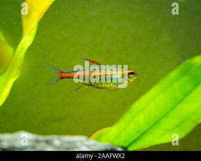 tetra growlight (Hemigrammus Erythrozonus) in a fish tank Stock Photo