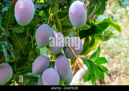 Cultivation of exotic sweet fruit mango in subtropical Malaga-Granada tropical coast region, Andalusia, Spain, ripe big mango fruits in tree Stock Photo
