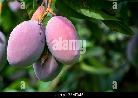Cultivation of exotic sweet fruit mango in subtropical Malaga-Granada tropical coast region, Andalusia, Spain, ripe big mango fruits in tree Stock Photo