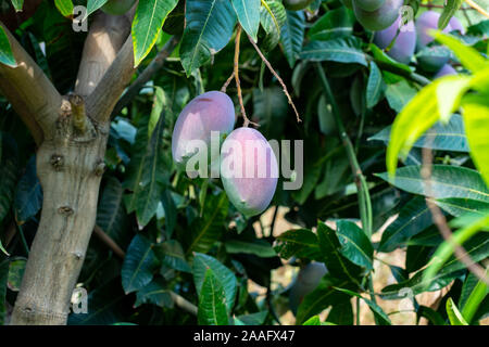 Cultivation of exotic sweet fruit mango in subtropical Malaga-Granada tropical coast region, Andalusia, Spain, ripe big mango fruits in tree Stock Photo