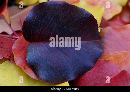 Closeup of a dark fall leaf against a colorful background with copy space Stock Photo