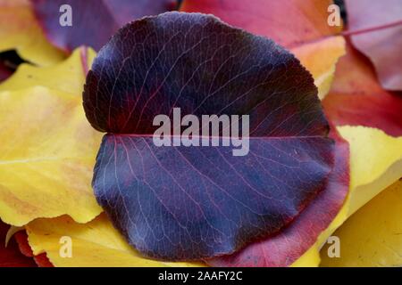 Beautiful black autumn leaf with red veins against a background of colorful fall leaves Stock Photo