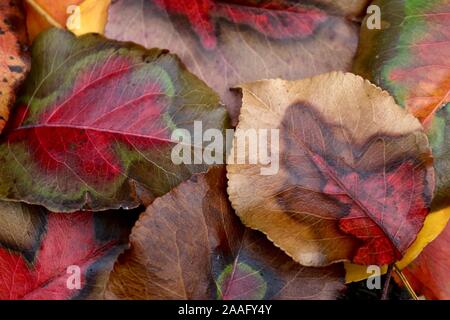 Stunning patterned colorful fall maple leaves Stock Photo