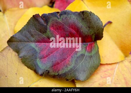 Beautiful patterned red and green autumn leaf against a background of bright yellow autumn leaves Stock Photo