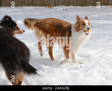 Two Shetland sheepdogs (shelties) play together in the deep snow in a fenced in yard. The sable pup is eating an apple. Stock Photo