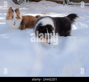 Two Shetland sheepdogs (shelties) play together in the deep snow in a fenced in yard. Stock Photo