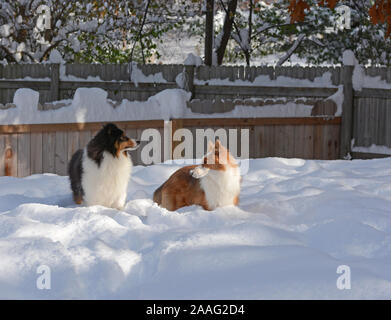 Two Shetland sheepdogs (shelties) play together in the deep snow in a fenced in yard. Stock Photo
