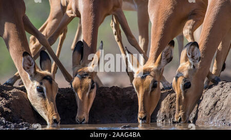 Impala Ewes Drinking at a Waterhole in Botswana, Close and with Separation Stock Photo