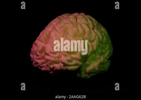 3D printed brain from a MRI scan Stock Photo - Alamy