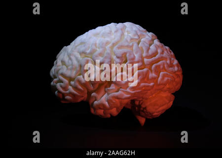 3D printed brain from a MRI scan of a human brain Stock Photo - Alamy