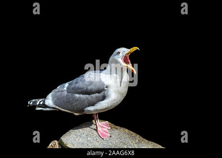 Conceptual image of loud shouting seagull standing on a rock in front of black background. Wide open beak concept of speaking loud, expressive speech. Stock Photo