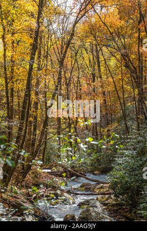 The vibrant color of autumn along Smith Creek, just downstream of Anna Ruby Falls in Helen, Georgia. (USA) Stock Photo