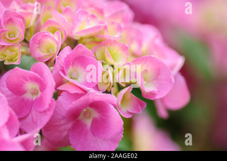 Beautiful pink, yellow and purple hydrangea flowers Stock Photo - Alamy