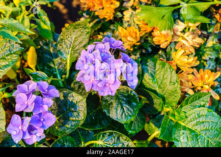 Blossom of blue hydrangeas on natural background. Close up. Stock Photo