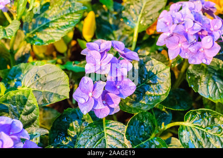Blossom of blue hydrangeas on natural background. Close up. Stock Photo