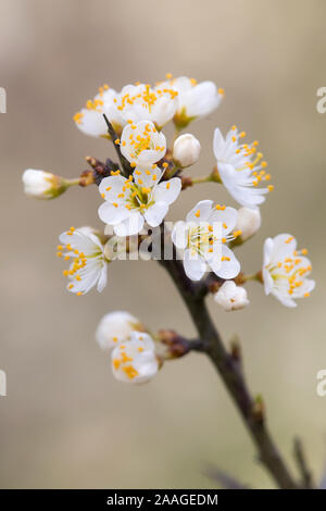 Bluehende Schlehen, Zweig, (Prunus spinosa) Stock Photo