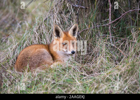 Junger Fuchs, Vulpes vulpes, Rast