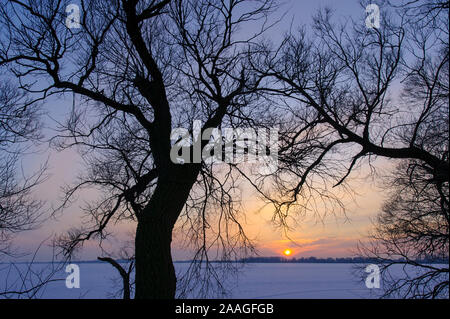 Winterabend am Duemmer See, Sonnenuntergang, Baum, Silhouette, Stock Photo