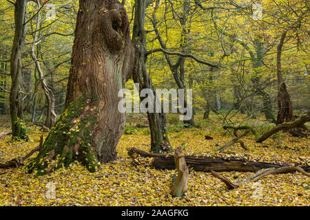 Urwald mit alten Baeumen, Urwald Baumweg, Muensterland, Stock Photo