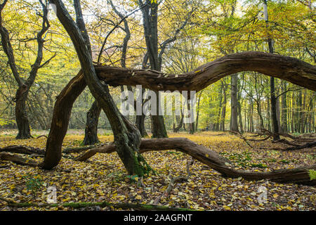 Urwald mit alten Baeumen, Urwald Baumweg, Muensterland, Stock Photo