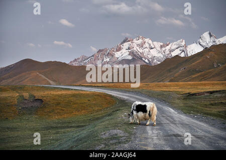White Yak with crossing the road in the mountain valley of Kyrgyzstan, Central Asia Stock Photo