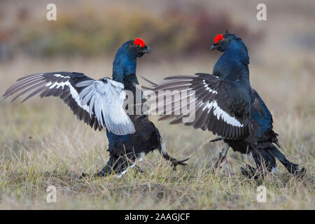 Birkhahnbalz, Tetrao tetrix, Lyrurus tetrix, Stock Photo