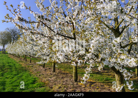 Bluehende Obstbaeume Stock Photo