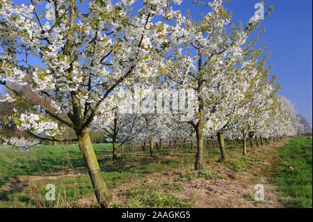 Bluehende Obstbaeume Stock Photo