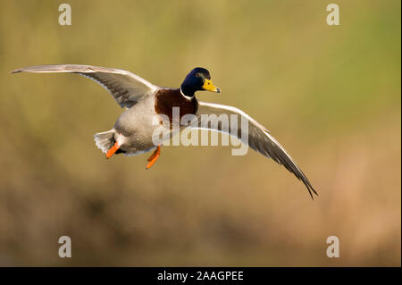 Stockente Im Flug Stock Photo Alamy