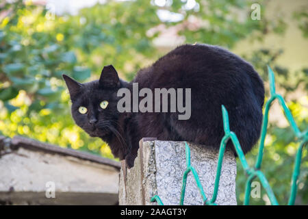 Beautiful black cat sitting on a fence of a house, watching Stock Photo