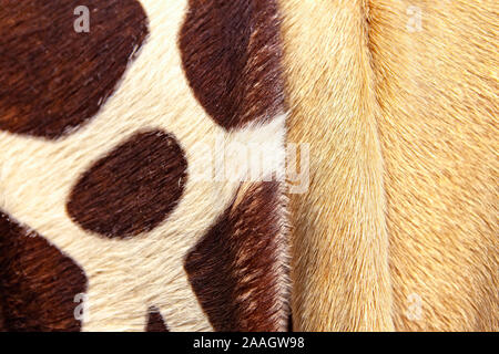 artificial fur carpets of different colors Stock Photo