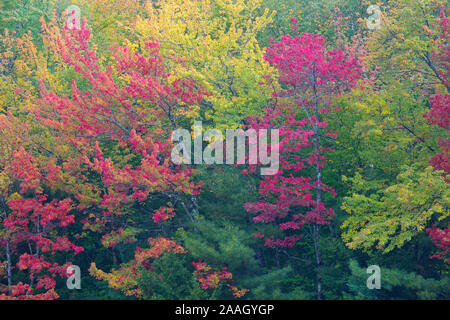 Red Pine and Maple, Eagle Lake, Acadia National Park, Bar Harbor, Maine Stock Photo