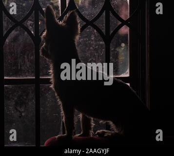 Dark moody image of a small dog on a sofa looking through a window on a rainy day image with copy space Stock Photo