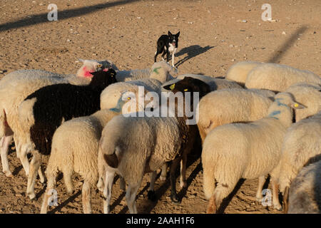 A Border Collie working dog uses a direct stare at sheep, known as 'the eye', to intimidate while herding in Israel Stock Photo