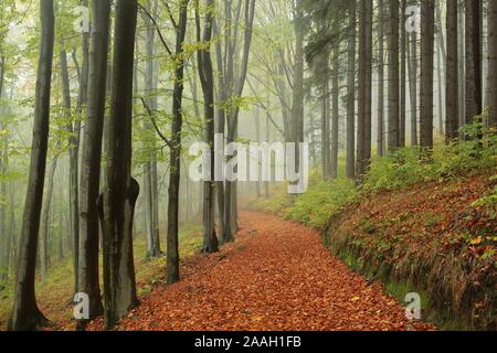 Path through the forest on a foggy autumn morning. Stock Photo