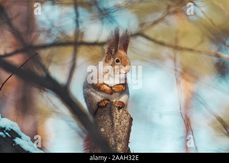 beautiful fluffy squirrel sits on a stump Stock Photo