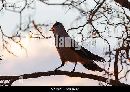 crow on a branch watching the sunset Stock Photo