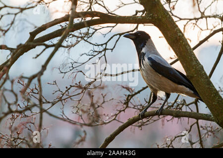 crow standing on a branch watching the sunset Stock Photo