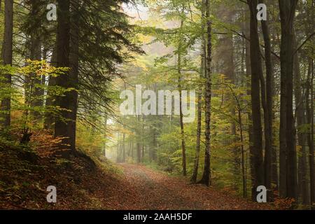 Path through the autumnal forest in foggy weather. Stock Photo