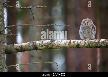 Ural owl (Strix uralensis) young outside of the nest in pine forest, Europe Stock Photo