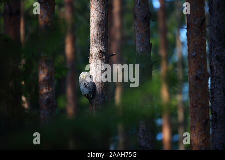 Ural owl (Strix uralensis) young outside of the nest in pine forest, Europe Stock Photo