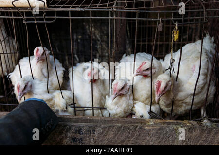 Caged chickens for sale in Mzuzu market, Malawi Stock Photo